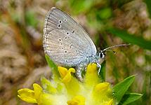 Small blue